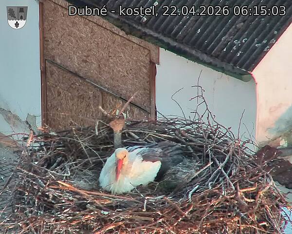 Capi_Dubne_20260422_061503.jpg (1350&nbsp;x&nbsp;1080)