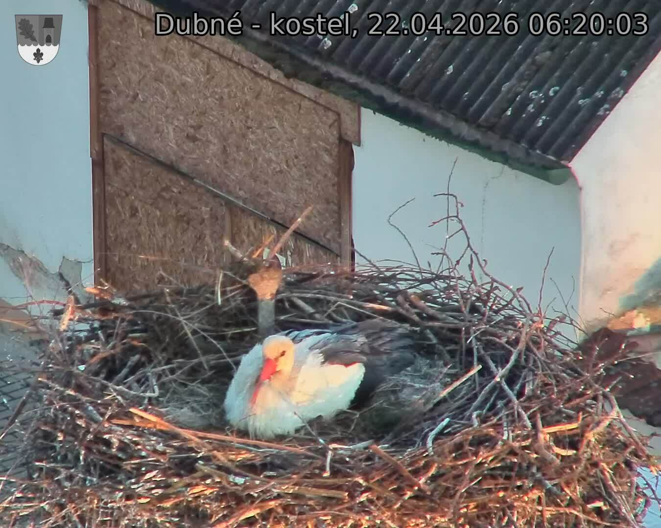 Capi_Dubne_20260422_062003.jpg (1350&nbsp;x&nbsp;1080)
