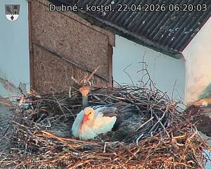 Capi_Dubne_20260422_062003.jpg (1350&nbsp;x&nbsp;1080)