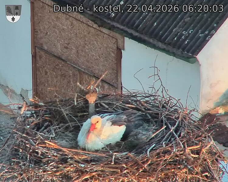 Capi_Dubne_20260422_062003.jpg (1350&nbsp;x&nbsp;1080)