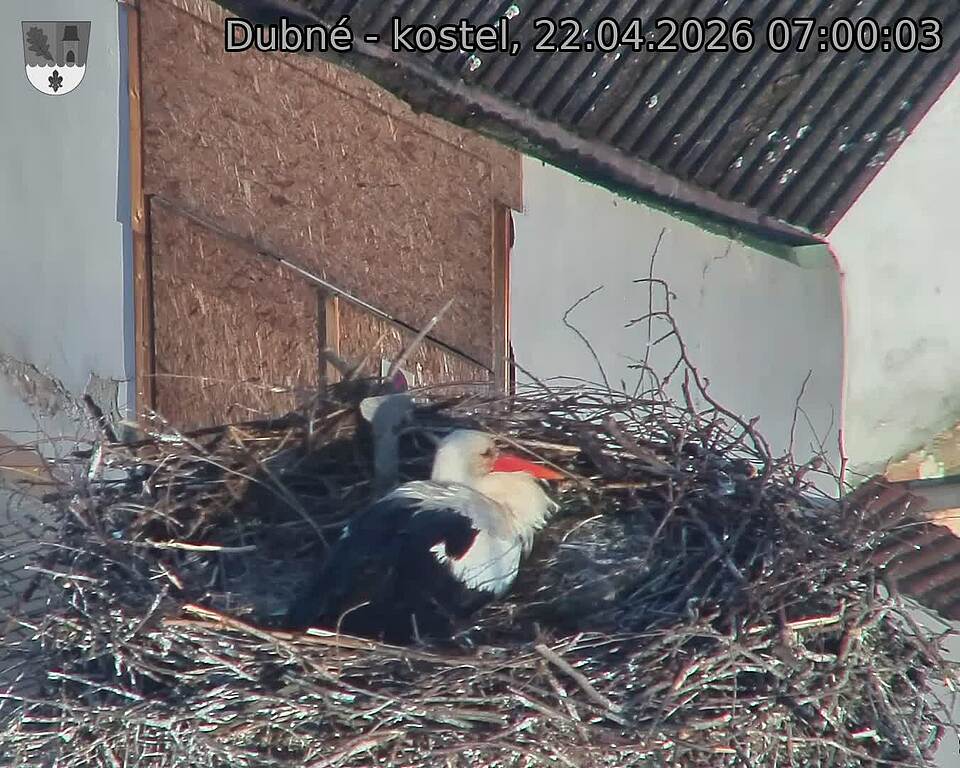 Capi_Dubne_20260422_070003.jpg (1350&nbsp;x&nbsp;1080)