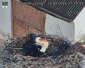 Capi_Dubne_20260422_071003.jpg (1350&nbsp;x&nbsp;1080)