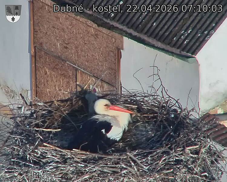 Capi_Dubne_20260422_071003.jpg (1350&nbsp;x&nbsp;1080)