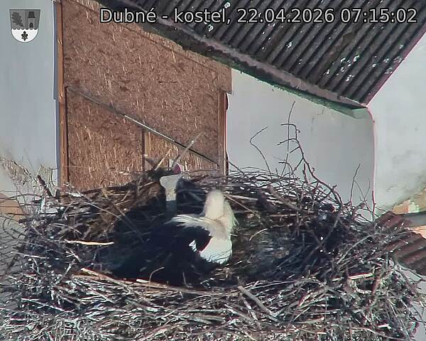 Capi_Dubne_20260422_071502.jpg (1350&nbsp;x&nbsp;1080)
