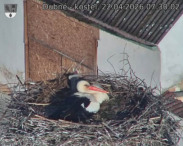 Capi_Dubne_20260422_073002.jpg (1350&nbsp;x&nbsp;1080)