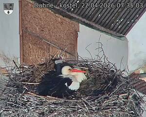 Capi_Dubne_20260422_073503.jpg (1350&nbsp;x&nbsp;1080)