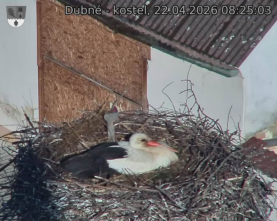 Capi_Dubne_20260422_082503.jpg (1350&nbsp;x&nbsp;1080)