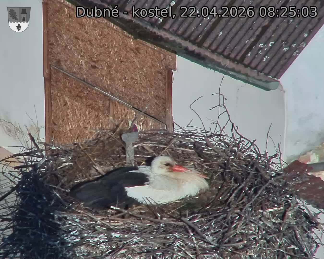 Capi_Dubne_20260422_082503.jpg (1350&nbsp;x&nbsp;1080)