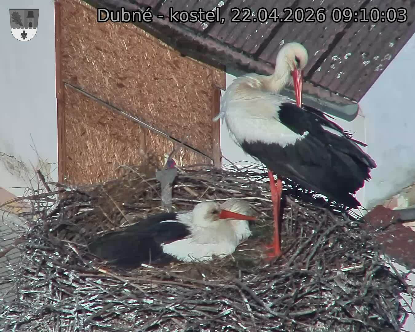 Capi_Dubne_20260422_091003.jpg (1350&nbsp;x&nbsp;1080)