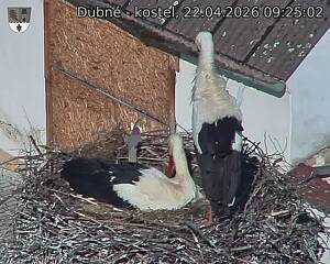 Capi_Dubne_20260422_092502.jpg (1350&nbsp;x&nbsp;1080)