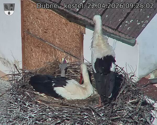 Capi_Dubne_20260422_092502.jpg (1350&nbsp;x&nbsp;1080)