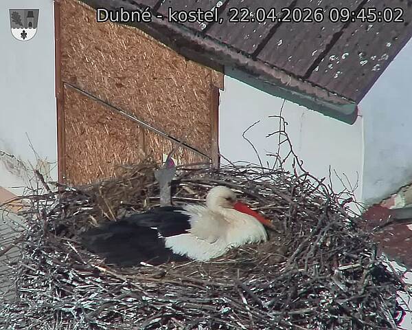 Capi_Dubne_20260422_094502.jpg (1350&nbsp;x&nbsp;1080)