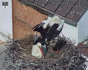 Capi_Dubne_20260422_102003.jpg (1350&nbsp;x&nbsp;1080)