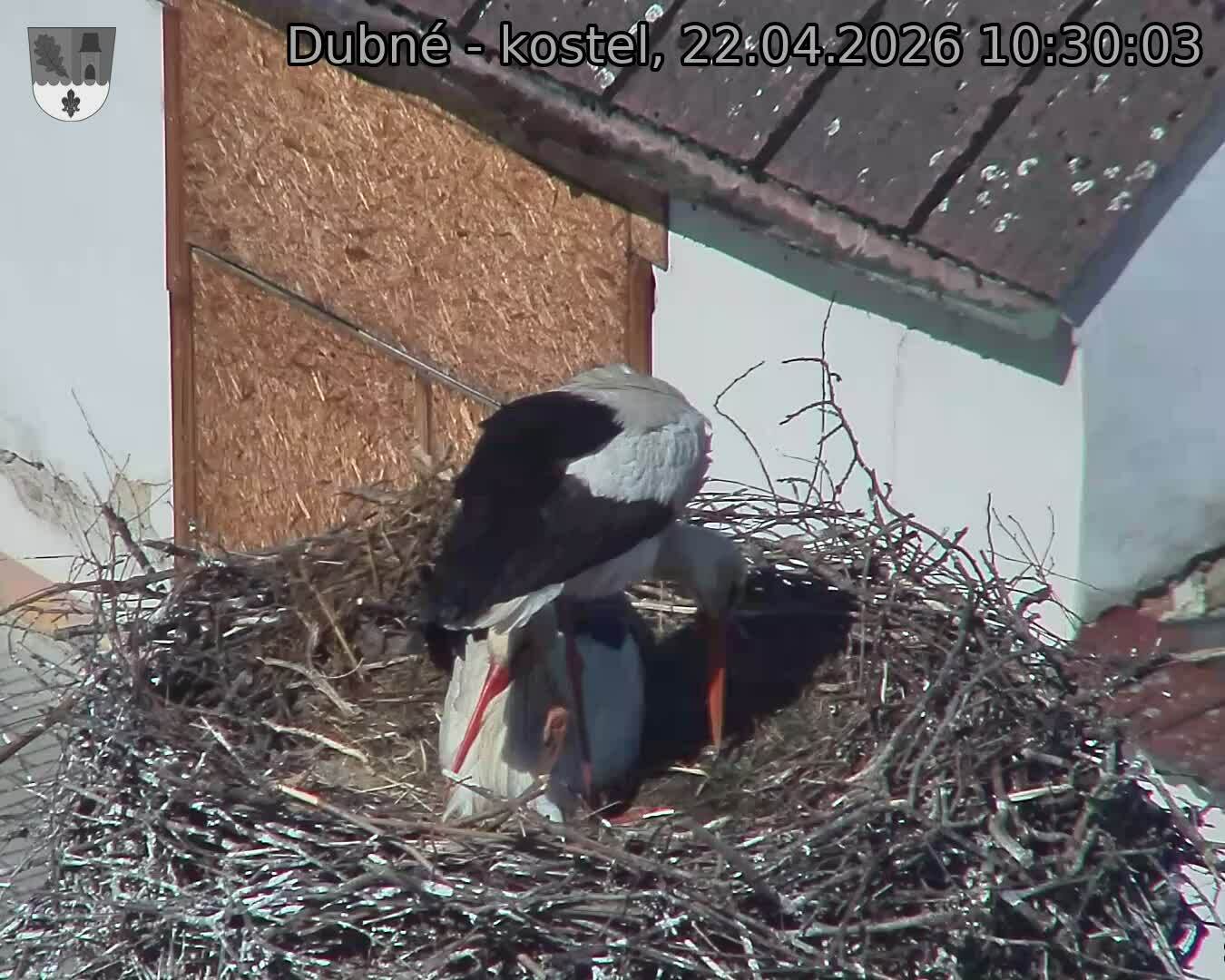 Capi_Dubne_20260422_103003.jpg (1350&nbsp;x&nbsp;1080)