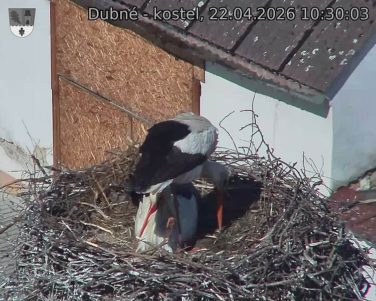 Capi_Dubne_20260422_103003.jpg (1350&nbsp;x&nbsp;1080)