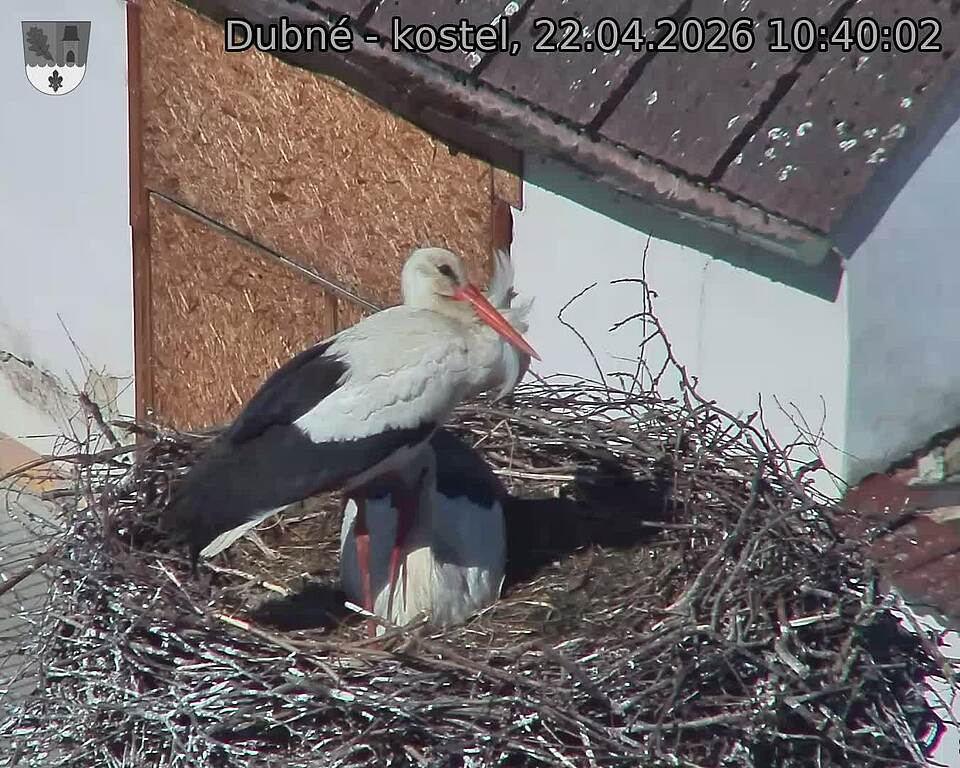 Capi_Dubne_20260422_104002.jpg (1350&nbsp;x&nbsp;1080)