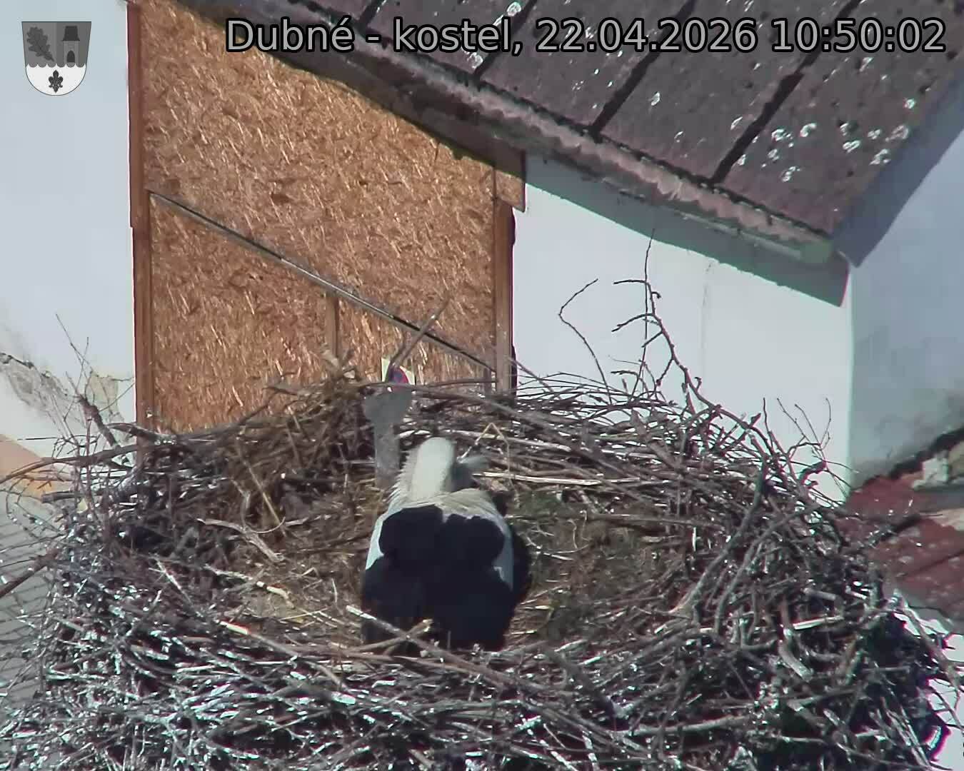 Capi_Dubne_20260422_105002.jpg (1350&nbsp;x&nbsp;1080)