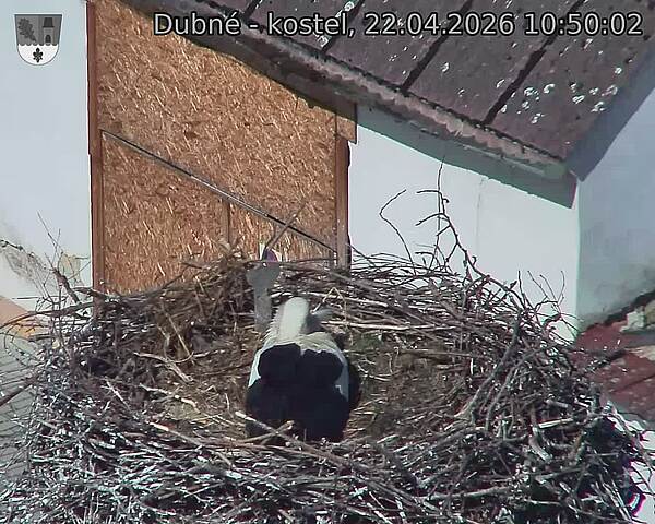 Capi_Dubne_20260422_105002.jpg (1350&nbsp;x&nbsp;1080)