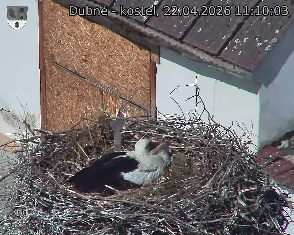 Capi_Dubne_20260422_111003.jpg (1350&nbsp;x&nbsp;1080)