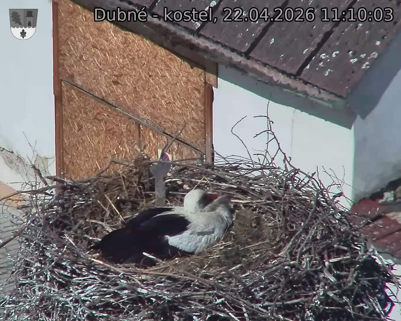 Capi_Dubne_20260422_111003.jpg (1350&nbsp;x&nbsp;1080)