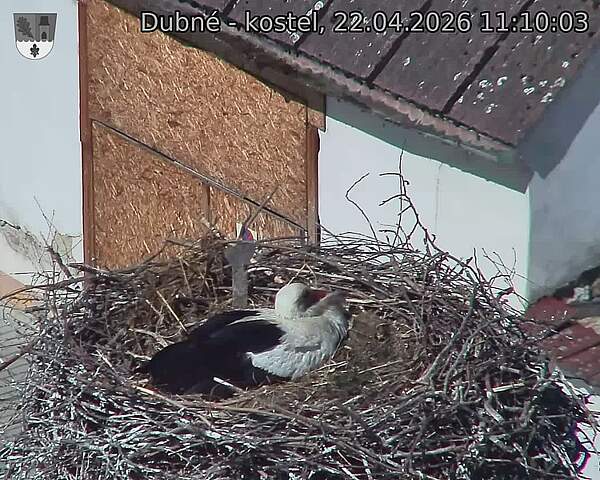 Capi_Dubne_20260422_111003.jpg (1350&nbsp;x&nbsp;1080)