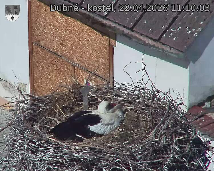 Capi_Dubne_20260422_111003.jpg (1350&nbsp;x&nbsp;1080)