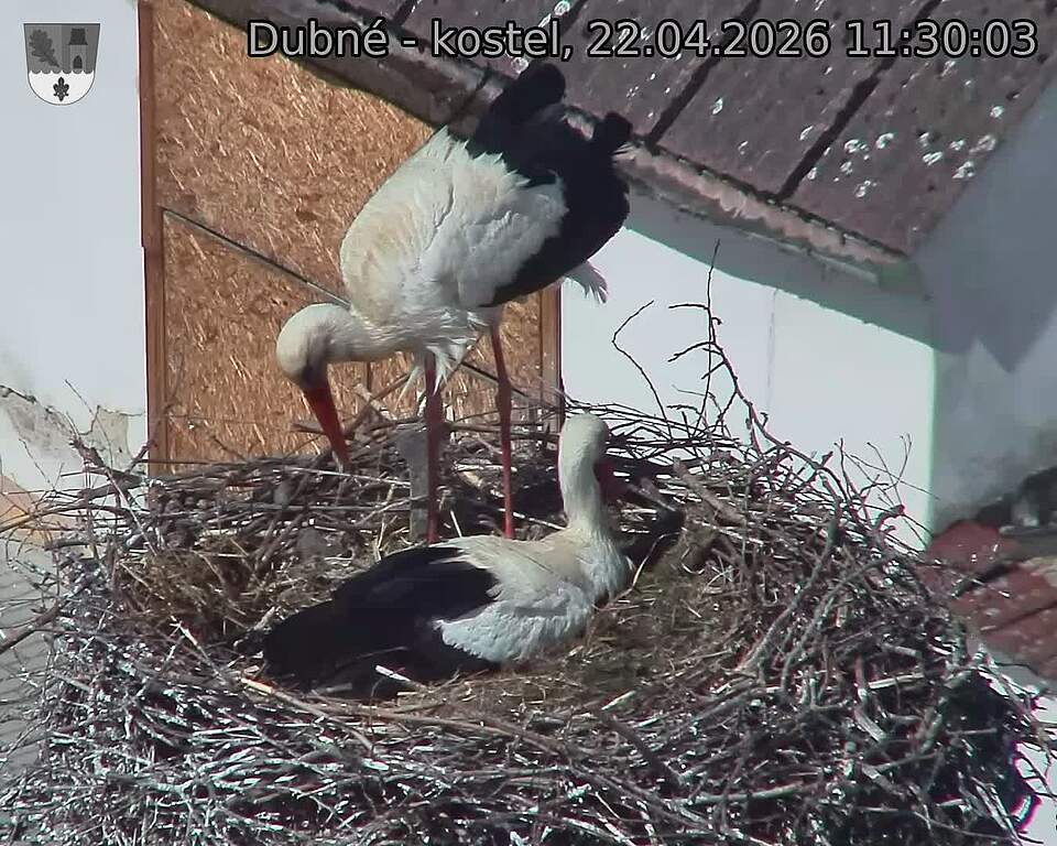 Capi_Dubne_20260422_113003.jpg (1350&nbsp;x&nbsp;1080)