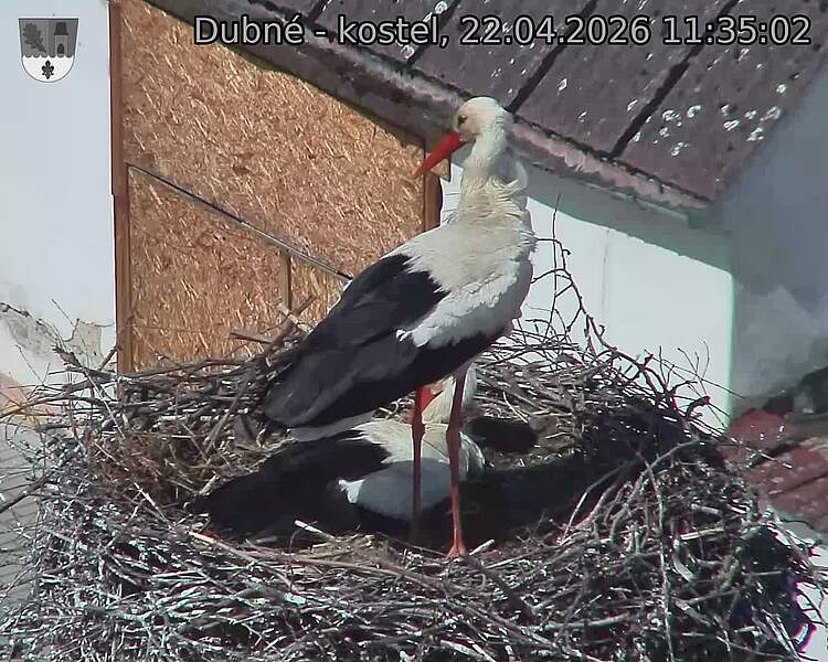 Capi_Dubne_20260422_113502.jpg (1350&nbsp;x&nbsp;1080)