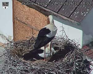 Capi_Dubne_20260422_114002.jpg (1350&nbsp;x&nbsp;1080)