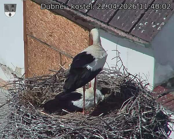 Capi_Dubne_20260422_114002.jpg (1350&nbsp;x&nbsp;1080)