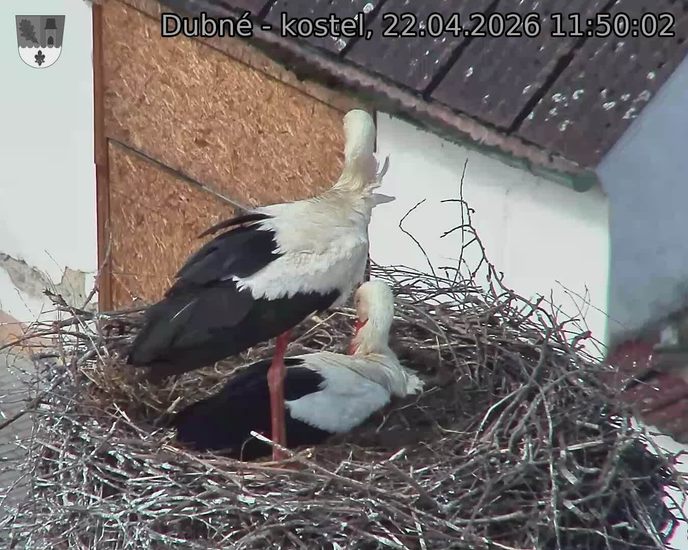 Capi_Dubne_20260422_115002.jpg (1350&nbsp;x&nbsp;1080)