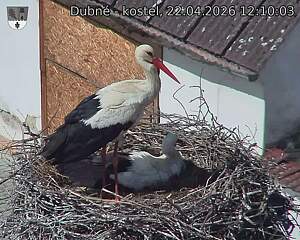 Capi_Dubne_20260422_121003.jpg (1350&nbsp;x&nbsp;1080)