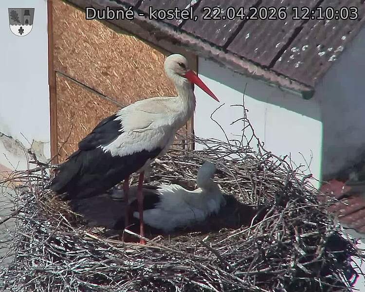 Capi_Dubne_20260422_121003.jpg (1350&nbsp;x&nbsp;1080)