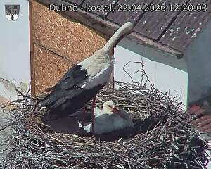 Capi_Dubne_20260422_122003.jpg (1350&nbsp;x&nbsp;1080)