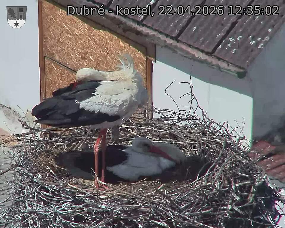 Capi_Dubne_20260422_123502.jpg (1350&nbsp;x&nbsp;1080)