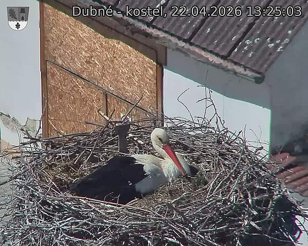 Capi_Dubne_20260422_132503.jpg (1350&nbsp;x&nbsp;1080)