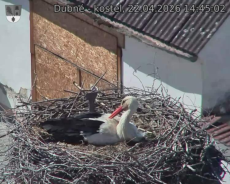 Capi_Dubne_20260422_144502.jpg (1350&nbsp;x&nbsp;1080)