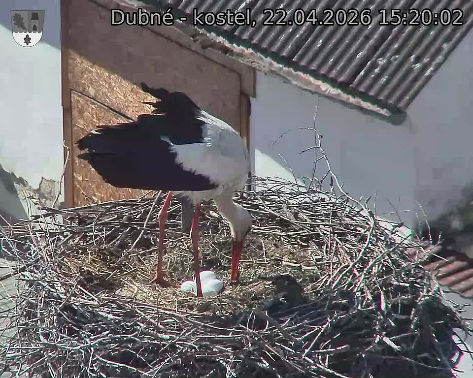 Capi_Dubne_20260422_152002.jpg (1350&nbsp;x&nbsp;1080)