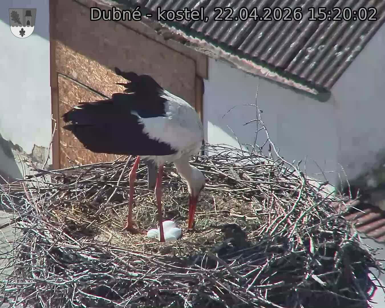 Capi_Dubne_20260422_152002.jpg (1350&nbsp;x&nbsp;1080)