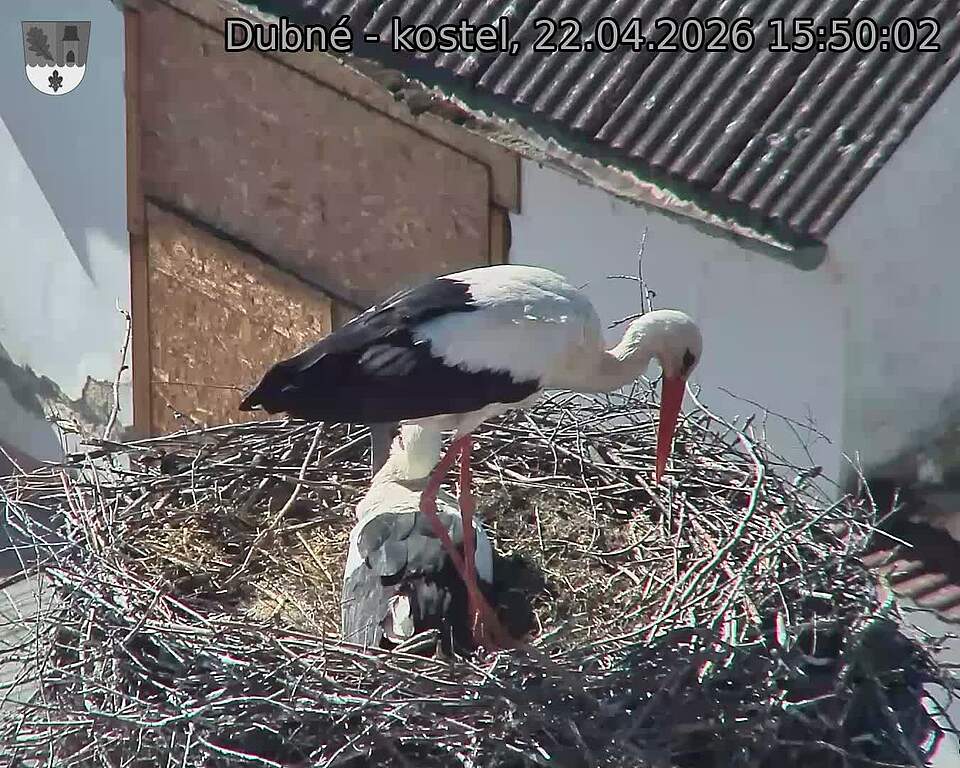 Capi_Dubne_20260422_155003.jpg (1350&nbsp;x&nbsp;1080)