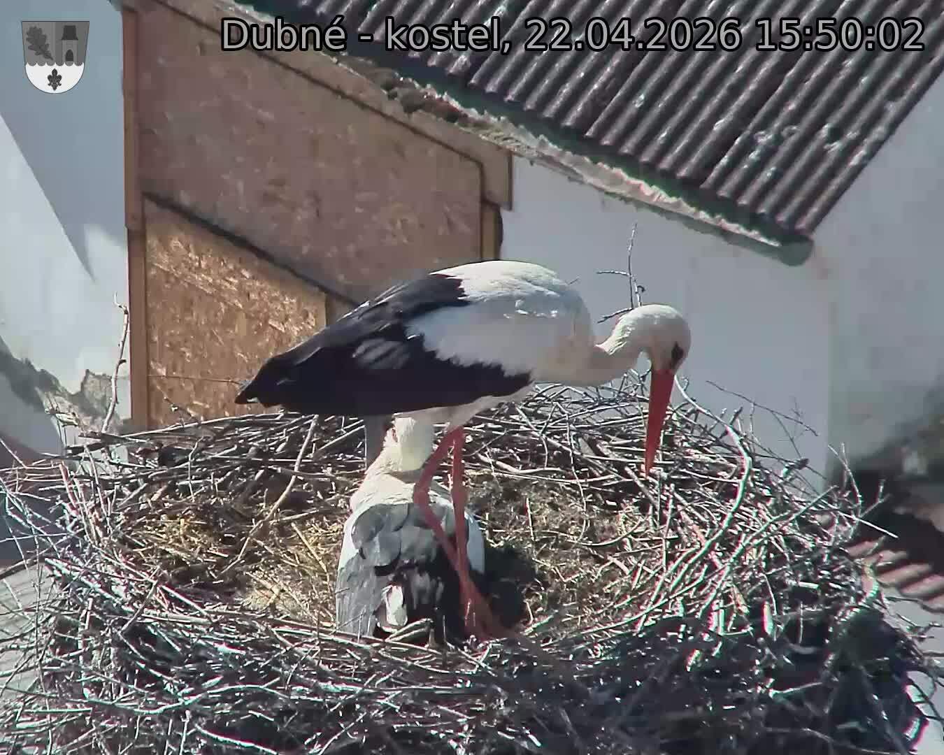 Capi_Dubne_20260422_155003.jpg (1350&nbsp;x&nbsp;1080)