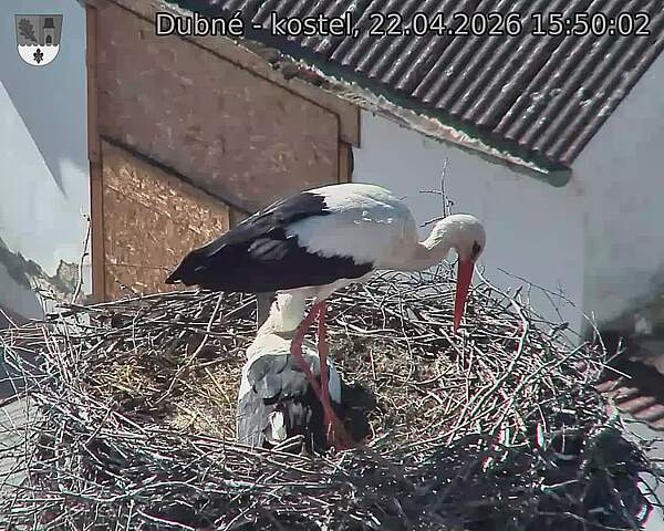 Capi_Dubne_20260422_155003.jpg (1350&nbsp;x&nbsp;1080)