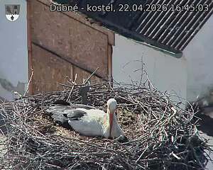 Capi_Dubne_20260422_164503.jpg (1350&nbsp;x&nbsp;1080)