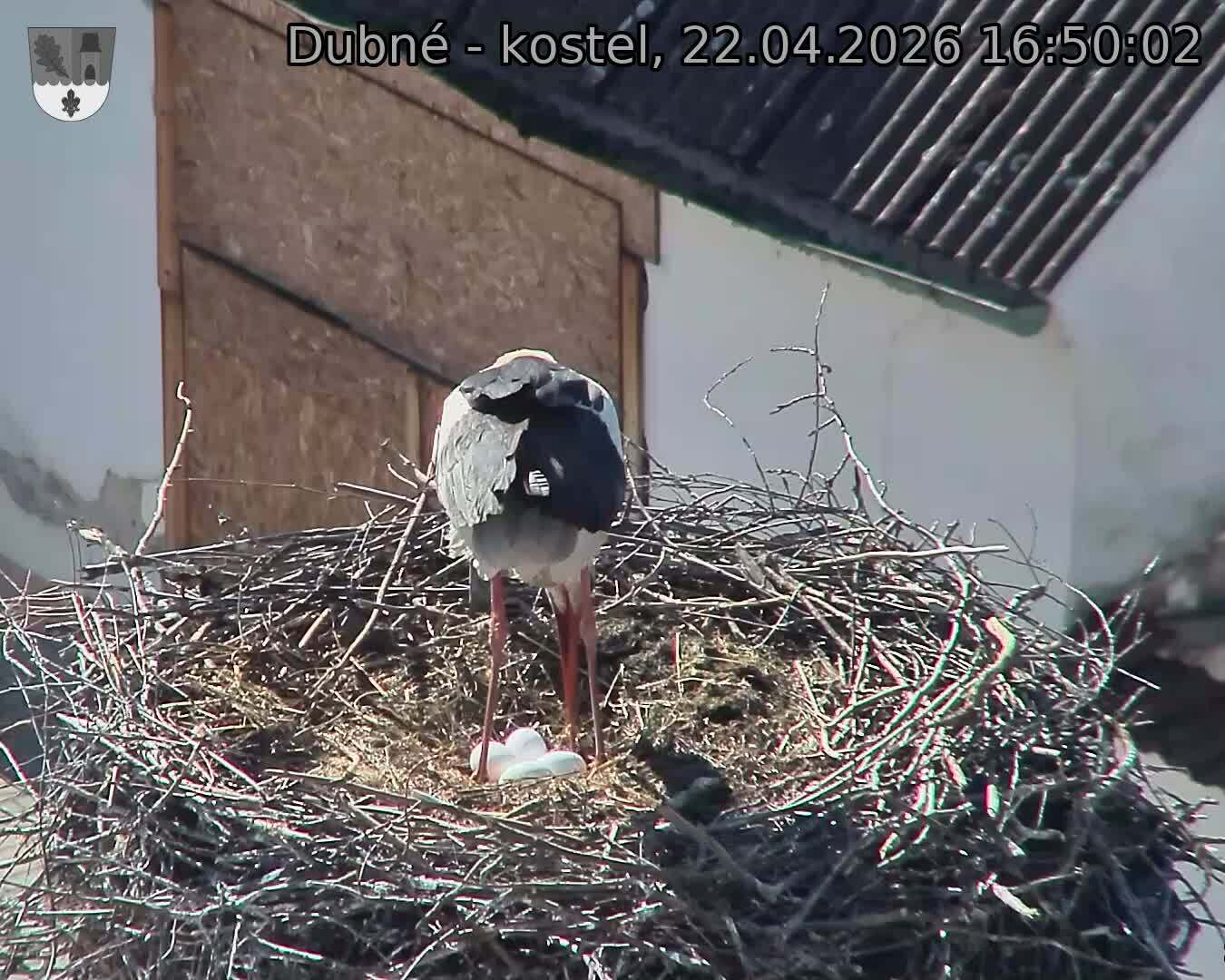 Capi_Dubne_20260422_165002.jpg (1350&nbsp;x&nbsp;1080)