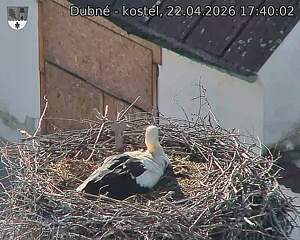 Capi_Dubne_20260422_174002.jpg (1350&nbsp;x&nbsp;1080)