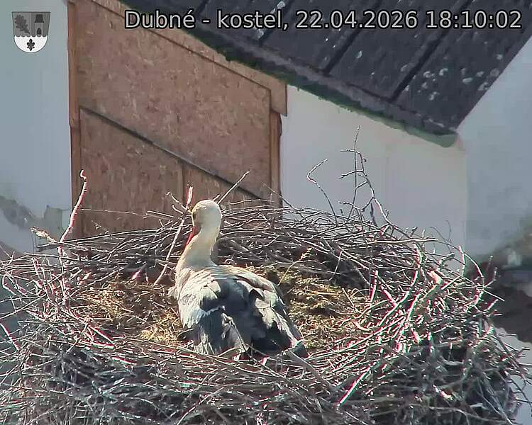 Capi_Dubne_20260422_181002.jpg (1350&nbsp;x&nbsp;1080)