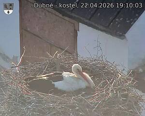 Capi_Dubne_20260422_191003.jpg (1350&nbsp;x&nbsp;1080)