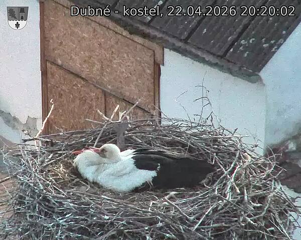 Capi_Dubne_20260422_202002.jpg (1350&nbsp;x&nbsp;1080)