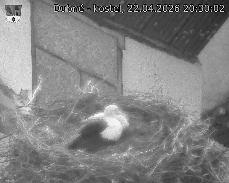 Capi_Dubne_20260422_203002.jpg (1350&nbsp;x&nbsp;1080)