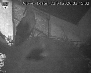 Capi_Dubne_20260423_034502.jpg (1350&nbsp;x&nbsp;1080)